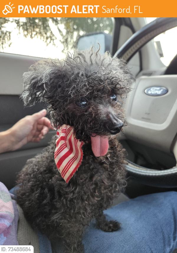Found/Stray Male Dog last seen MAA twin lakes sanford, Sanford, FL 32771
