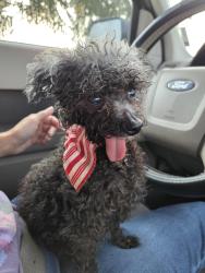 Found/Stray Male Dog last seen MAA twin lakes sanford, Sanford, FL 32771