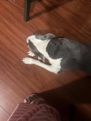 Reunited Female Dog last seen 59th and Pine St, Philadelphia, PA 19143