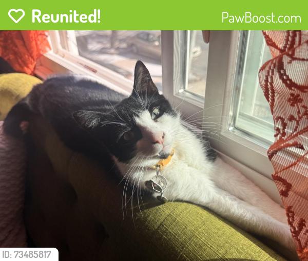 Reunited Male Cat last seen Last scene on Mina Dr., Jersey City, NJ 07305