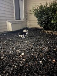 Reunited Unknown Cat last seen Cross streets of Trade Zone Blvd and N Capitol Ave, San Jose, CA 95131