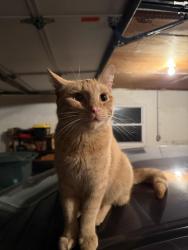 Found/Stray Unknown Cat last seen Highland Ave & W Fairfield St, Canal Winchester, OH 43110