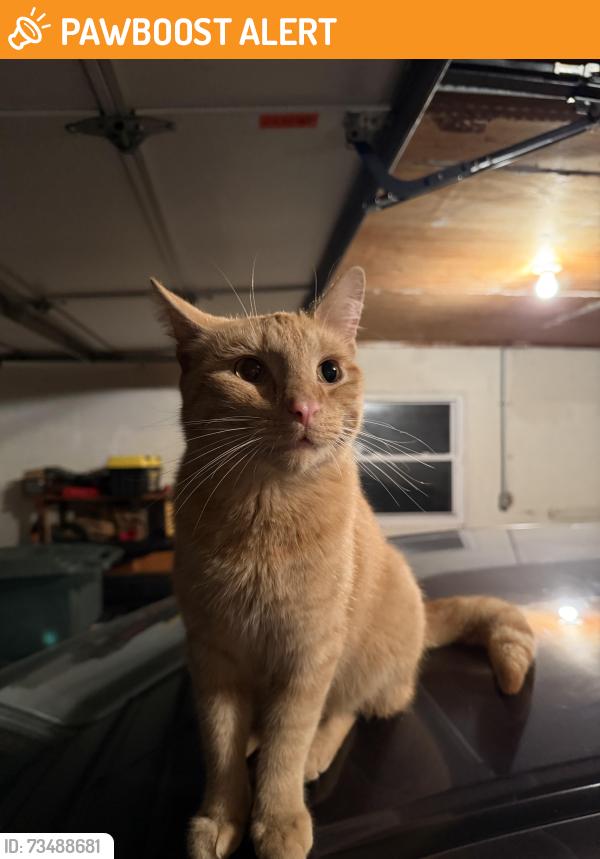 Found/Stray Unknown Cat last seen Highland Ave & W Fairfield St, Canal Winchester, OH 43110