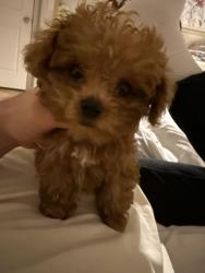 Lost Female Dog last seen 165th, Vancouver, WA 98684