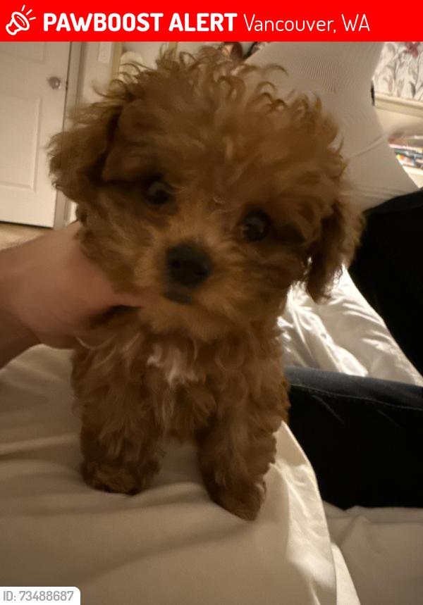 Lost Female Dog last seen 165th, Vancouver, WA 98684