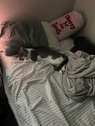 Lost Male Cat last seen Cub Foods, Blaine, MN 55449
