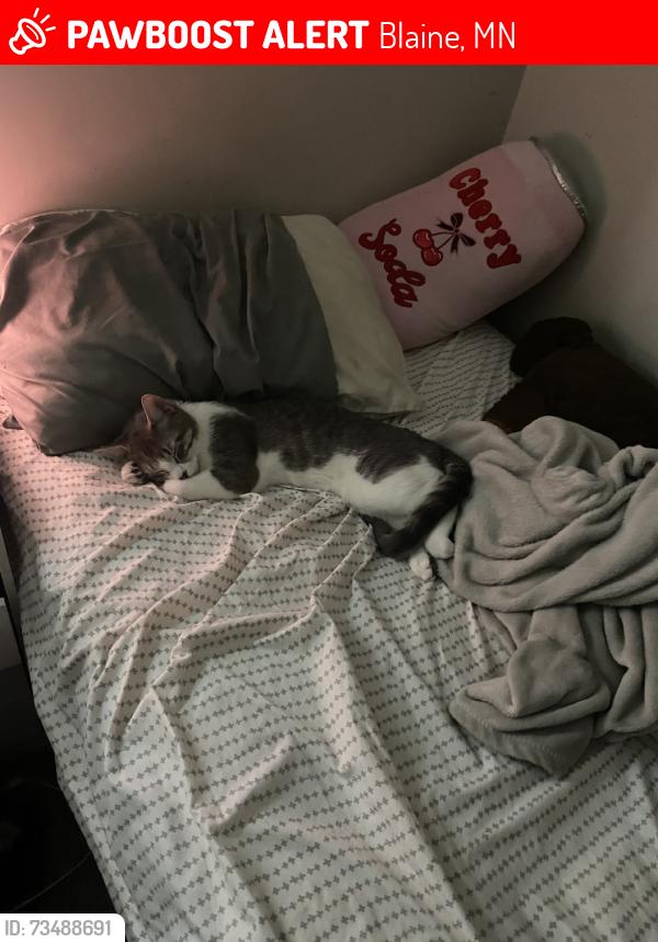 Lost Male Cat last seen Cub Foods, Blaine, MN 55449