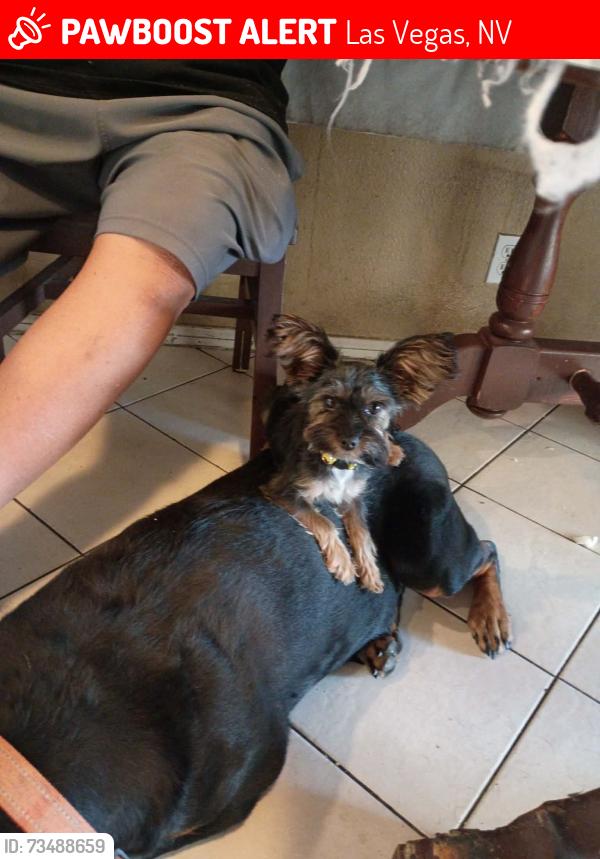 Lost Male Dog last seen Stewart and metpark drive, Las Vegas, NV 89110
