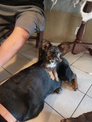 Lost Male Dog last seen Stewart and metpark drive, Las Vegas, NV 89110
