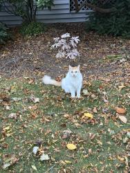 Found/Stray Unknown Cat last seen Windermere Ave near Churchill Ave, Arlington, MA 02476
