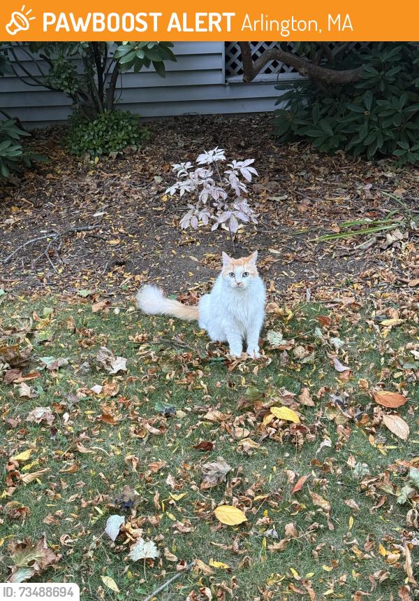 Found/Stray Unknown Cat last seen Windermere Ave near Churchill Ave, Arlington, MA 02476
