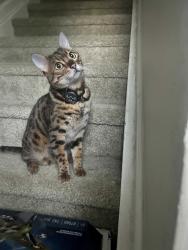 Reunited Male Cat last seen Haywards Heath and Blackburn, Apex, NC 27502