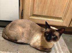 Lost Male Cat last seen MacArthur Blvd, Coppell, TX 75019