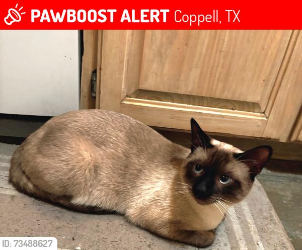Lost Male Cat last seen MacArthur Blvd, Coppell, TX 75019
