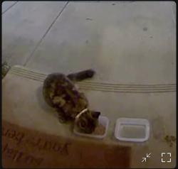 Found/Stray Unknown Cat last seen Barranca and Jeffrey, Irvine, CA 92618