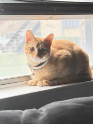 Reunited Male Cat last seen Audra Lane, Denton, TX 76209