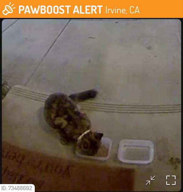 Found/Stray Unknown Cat last seen Barranca and Jeffrey, Irvine, CA 92618