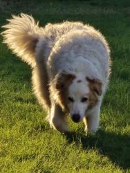 Found/Stray Female Dog last seen Salon st, Waxahachie, TX 75165