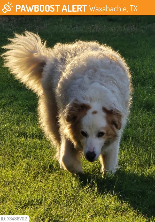 Found/Stray Female Dog last seen Salon st, Waxahachie, TX 75165