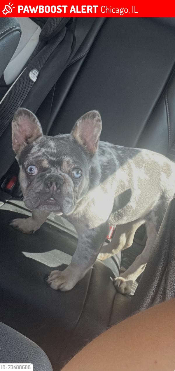 Lost Female Dog last seen Hamlin and Lake St Chicago IL, 60624, Chicago, IL 60624