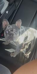 Lost Female Dog last seen Hamlin and Lake St Chicago IL, 60624, Chicago, IL 60624