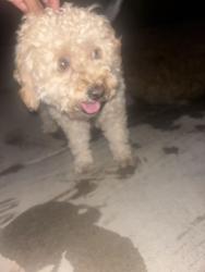 Found/Stray Male Dog last seen Near kingsbury place, Riverside, CA 92503