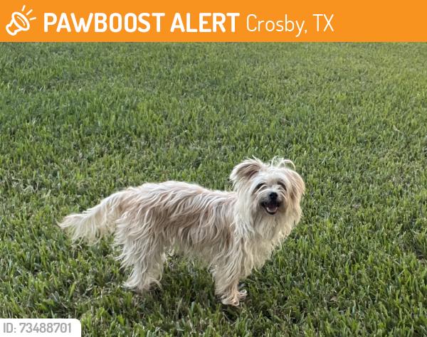 Found/Stray Unknown Dog last seen Sacred Heart on Runneberg, Crosby, TX 77532