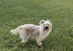 Found/Stray Unknown Dog last seen Sacred Heart on Runneberg, Crosby, TX 77532