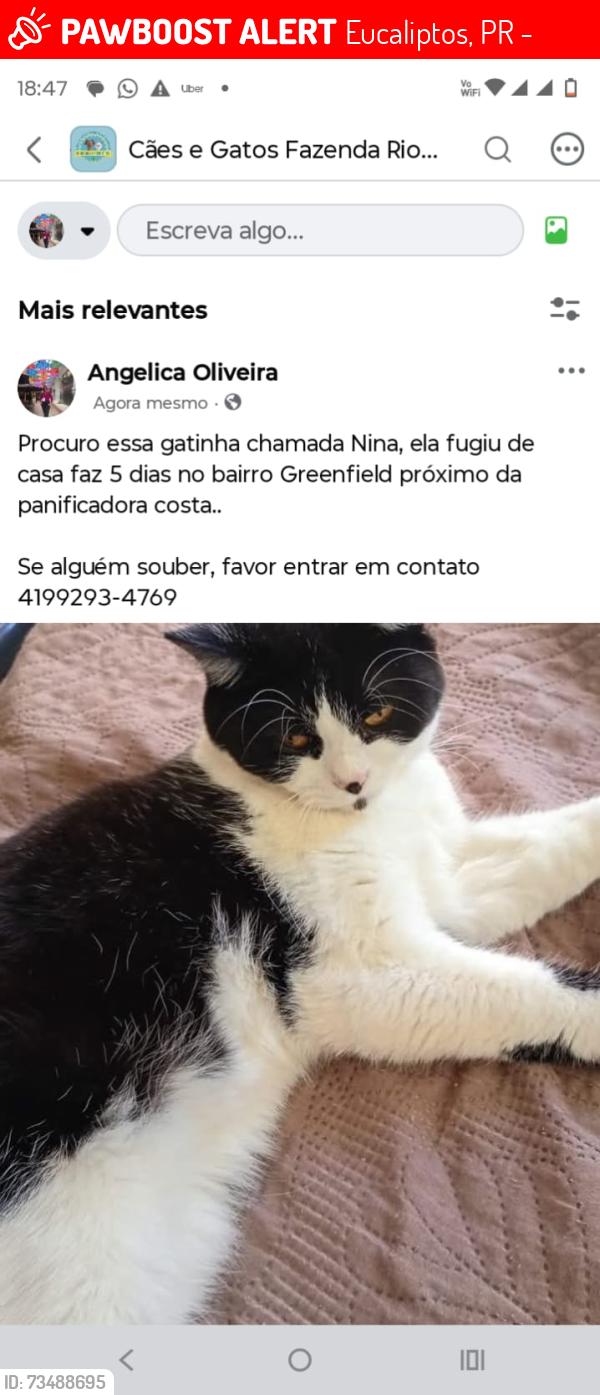 Lost Female Cat last seen , Rua Corticeira, Eucaliptos, PR 83820-702