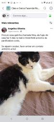 Lost Female Cat last seen , Rua Corticeira, Eucaliptos, PR 83820-702
