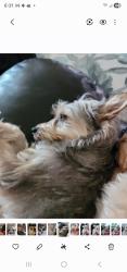 Lost Female Dog last seen Watters and Fairmont, Pasadena, TX 77504