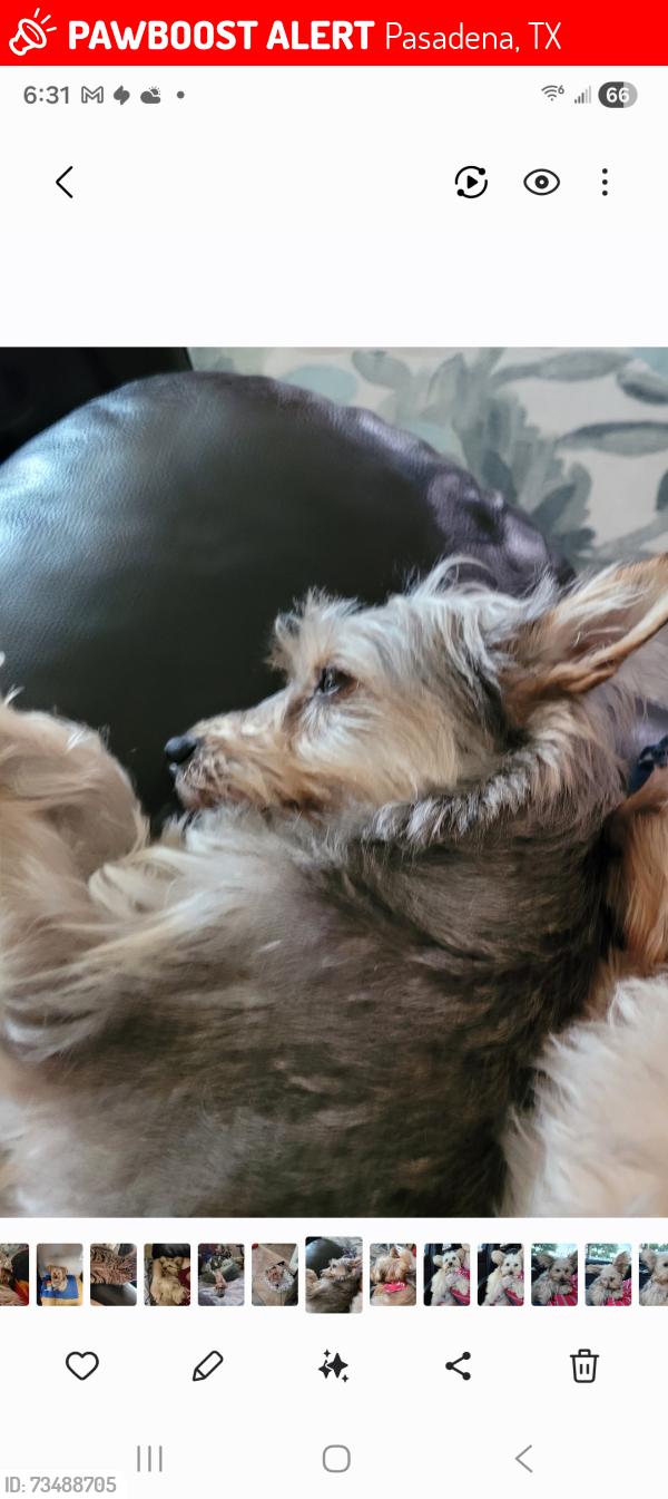 Lost Female Dog last seen Watters and Fairmont, Pasadena, TX 77504