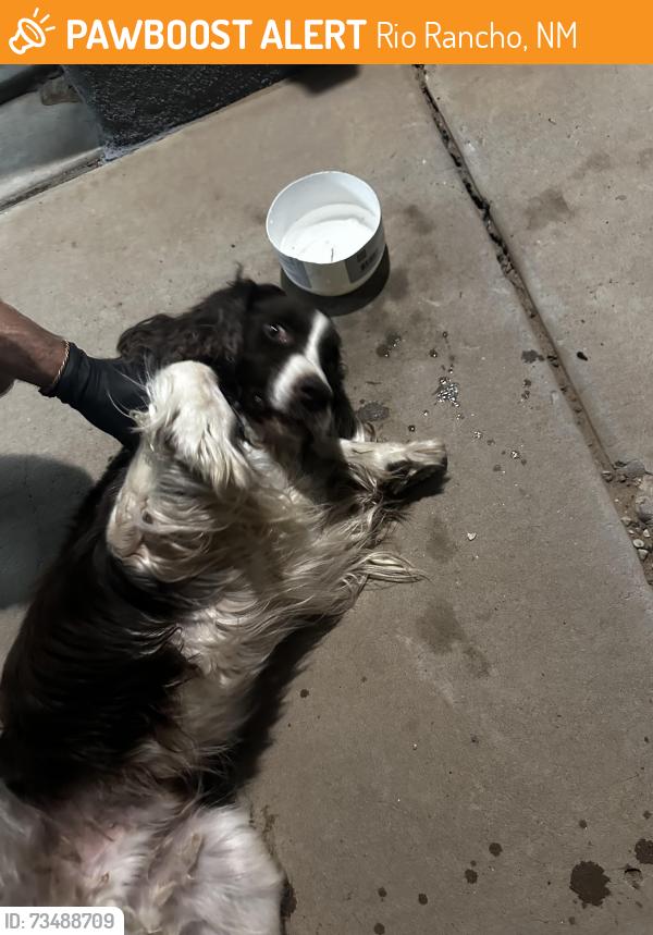 Found/Stray Female Dog last seen Northern and Sioux, Rio Rancho, NM 87144