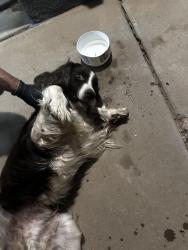 Found/Stray Female Dog last seen Northern and Sioux, Rio Rancho, NM 87144