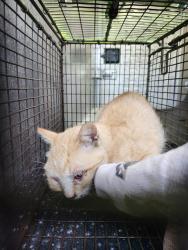 Shelter Stray Male Cat last seen Near BLOCK SUZETTE AVE, 4710 TX-151, San Antonio, TX 78227, USA