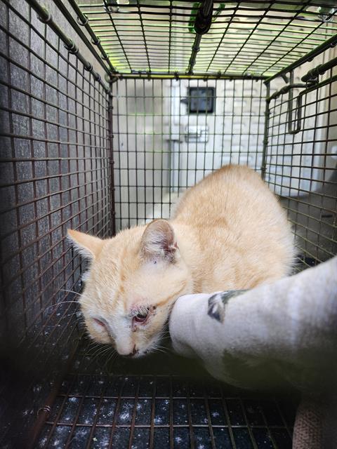 Shelter Stray Male Cat last seen Near BLOCK SUZETTE AVE, 4710 TX-151, San Antonio, TX 78227, USA