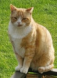 Lost Male Cat last seen West end of North Plain City Road near the new church that is being built, Plain City, UT 84404