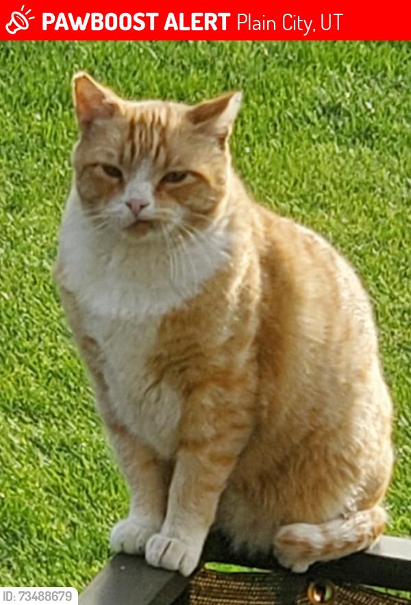 Lost Male Cat last seen West end of North Plain City Road near the new church that is being built, Plain City, UT 84404
