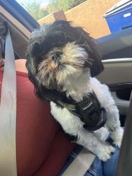 Lost Male Dog last seen 12th and Valencia, Tucson, AZ 85706