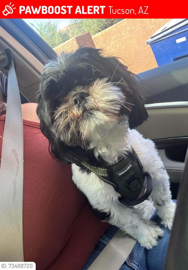Lost Male Dog last seen 12th and Valencia, Tucson, AZ 85706