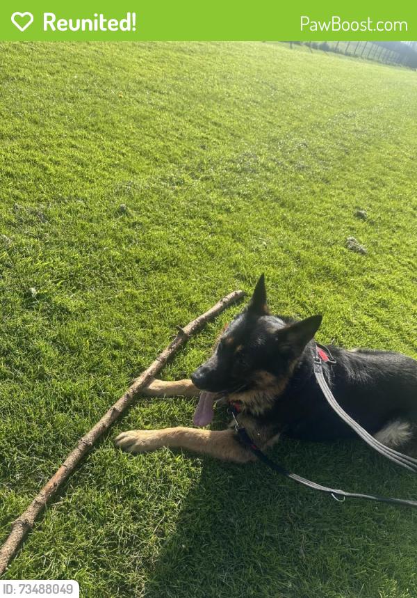 Reunited Male Dog last seen Belvior forest, Belfast, Northern Ireland BT8 7DH