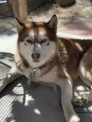 Lost Male Dog last seen Yellowjacket and Bluerock, Gardnerville Ranchos, NV 89460