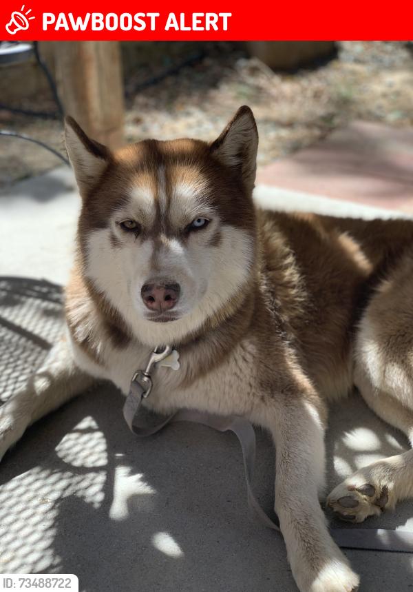 Lost Male Dog last seen Yellowjacket and Bluerock, Gardnerville Ranchos, NV 89460