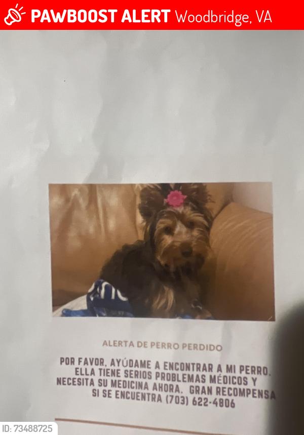Lost Female Dog last seen Blackburn rd, Woodbridge, VA 22191