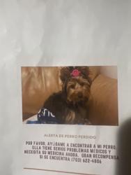 Lost Female Dog last seen Blackburn rd, Woodbridge, VA 22191
