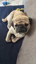 Reunited Male Dog last seen Pacific street towards del rosa, San Bernardino, CA 92404