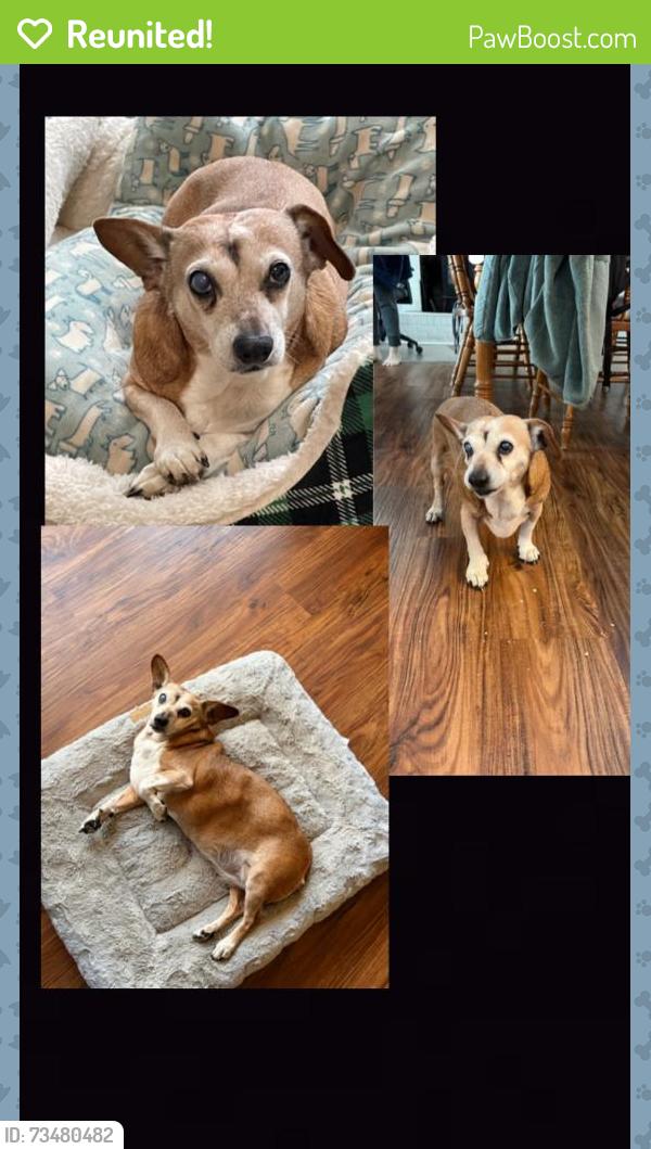 Reunited Female Dog last seen Spencer Mountain, Gastonia, NC 28056