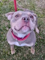 Shelter Stray Female Dog last seen Near Mariban ct, 21225, MD, 2490 Giles Rd, Baltimore, MD 21225, USA