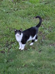 Lost Male Cat last seen 4th ST SE, Stewartville, MN 55976