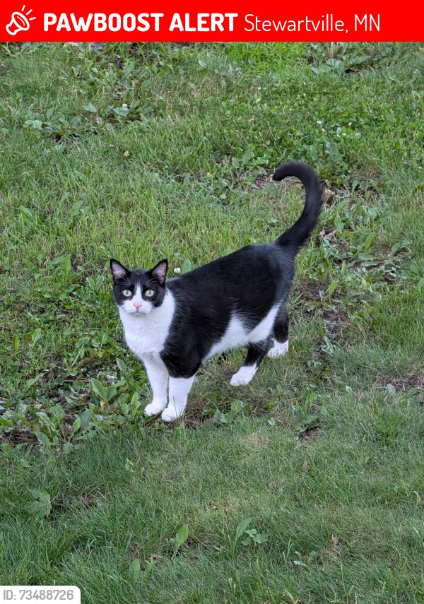 Lost Male Cat last seen 4th ST SE, Stewartville, MN 55976